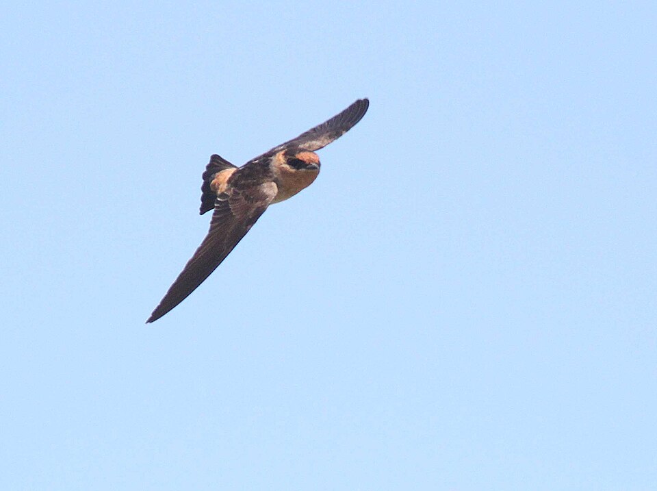 Cave Swallow