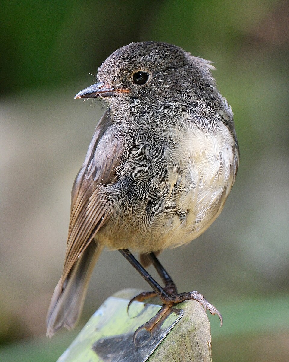 New Zealand Robin