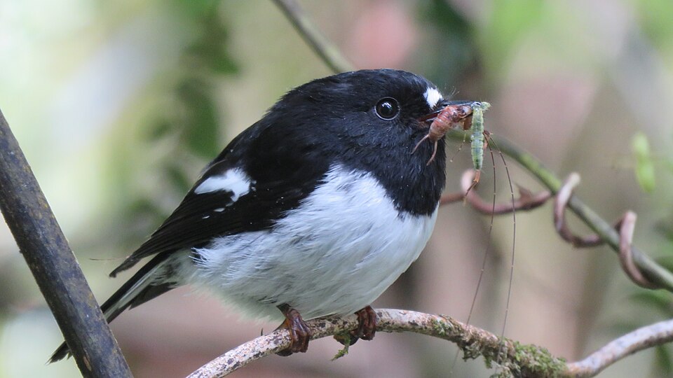 Tomtit