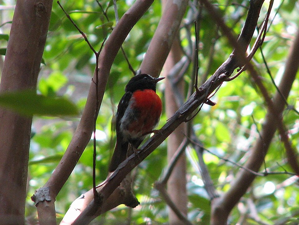 Pacific Robin
