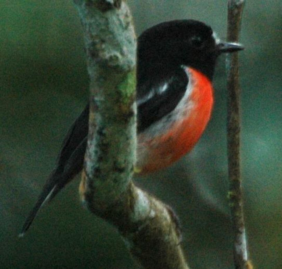 Pacific Robin