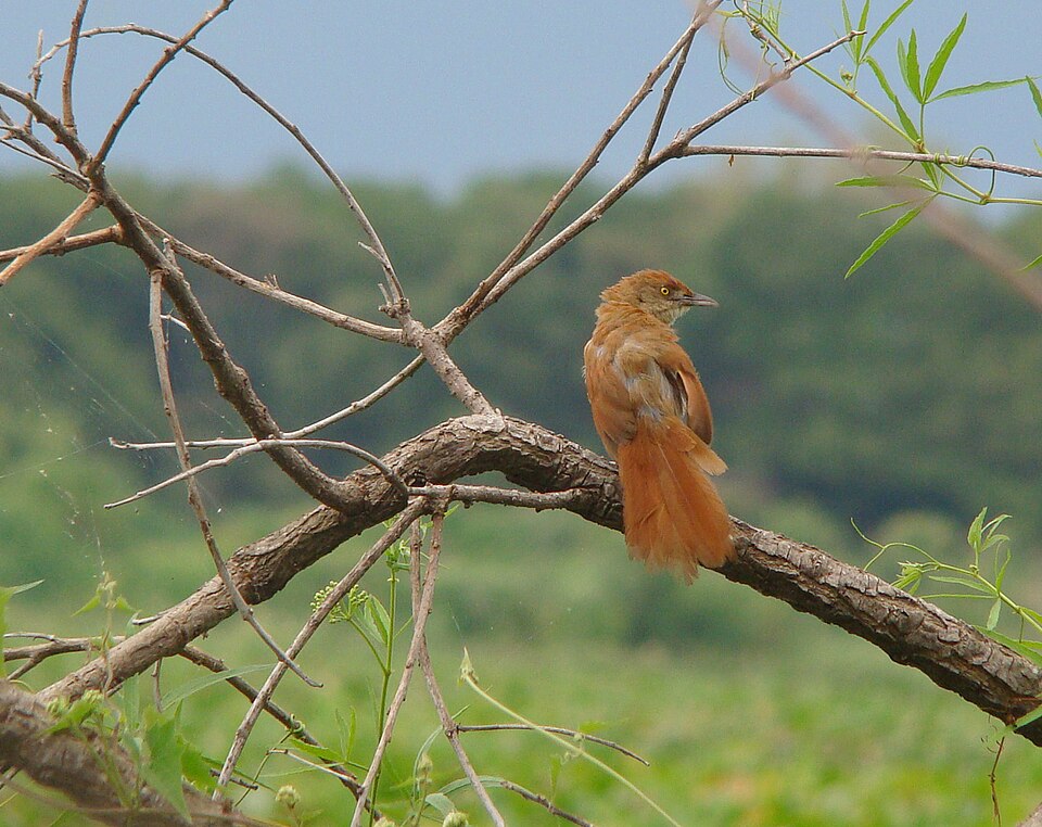 Greater Thornbird