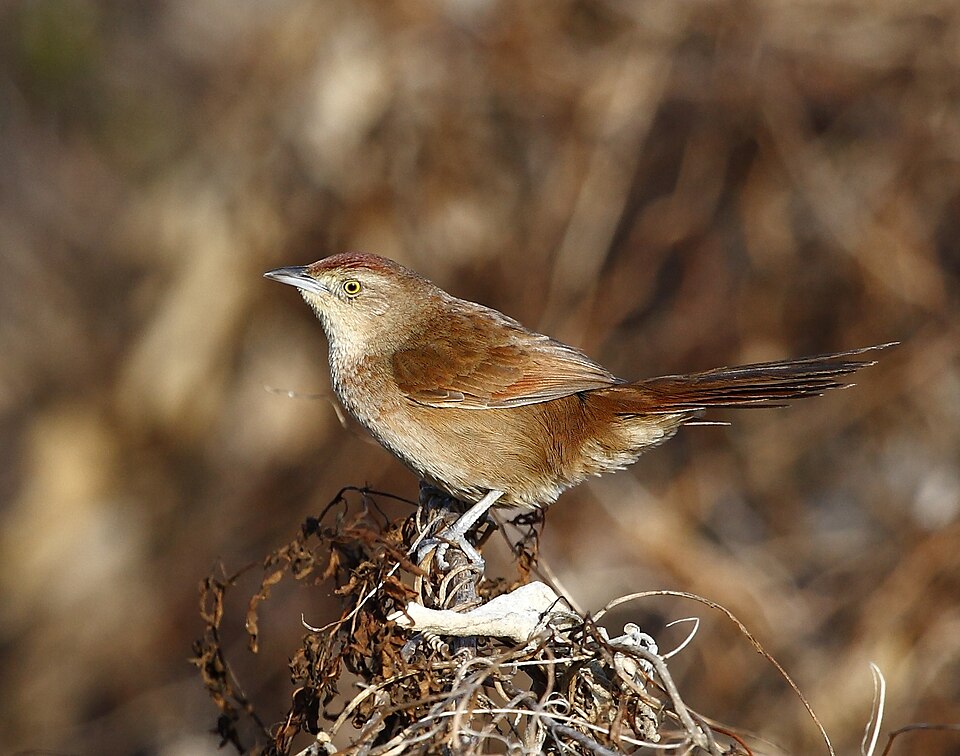 Freckle-breasted Thornbird