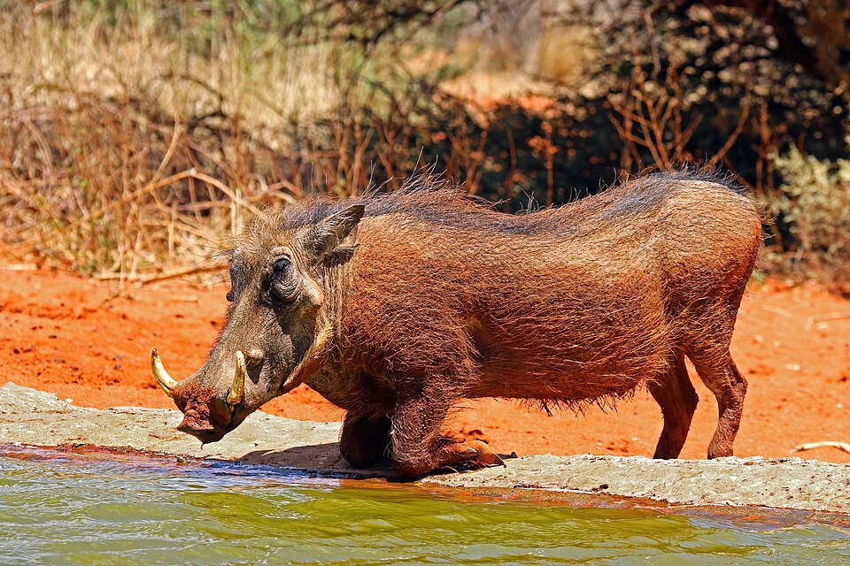 common warthog