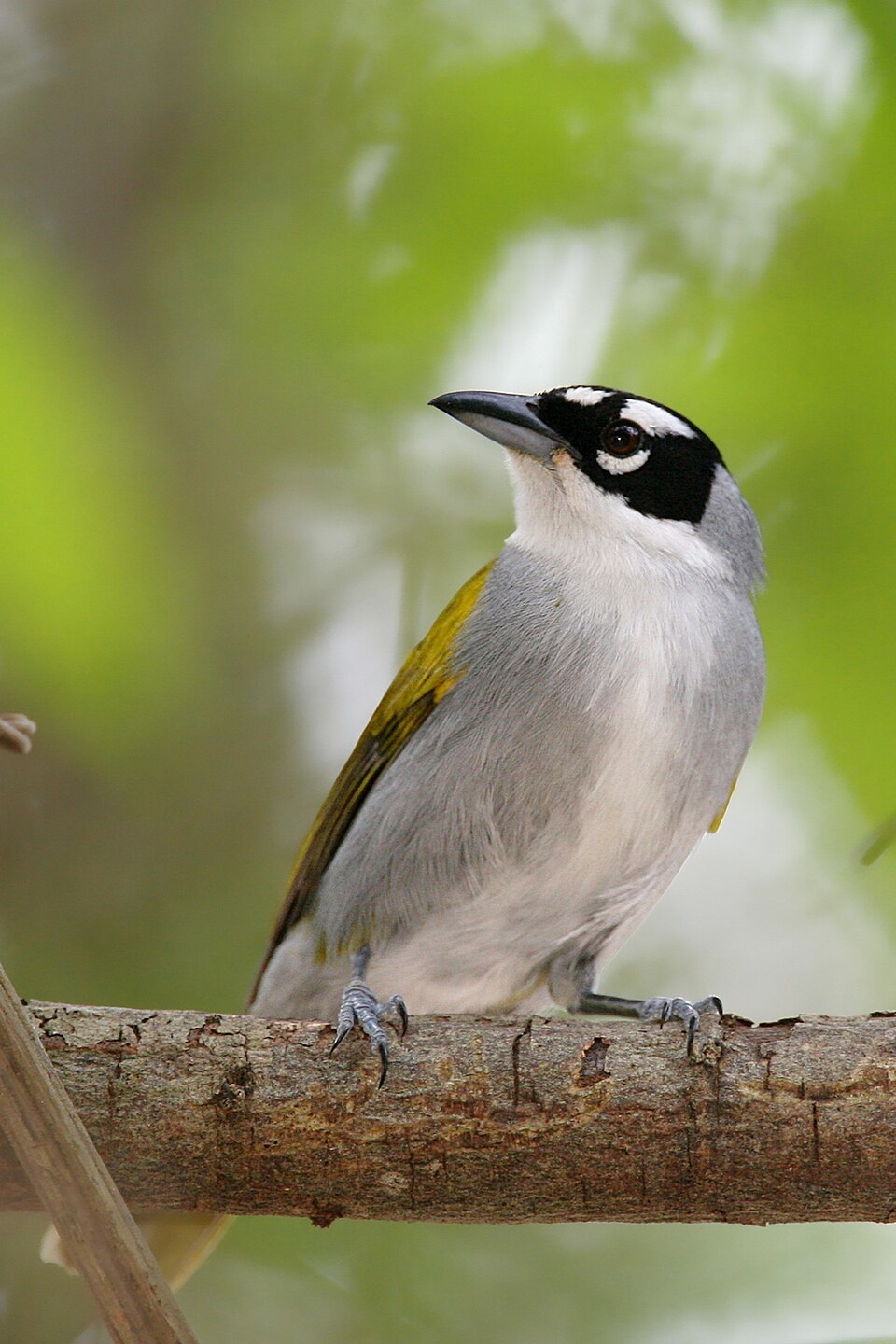 Black-crowned Palm-Tanager
