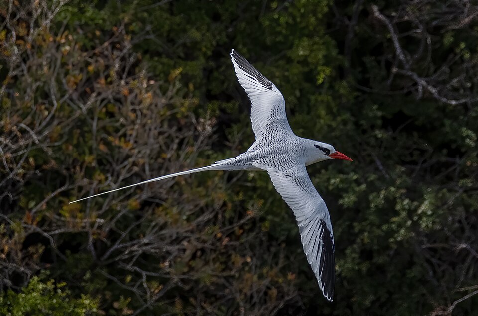 Red-billed/Red-tailed Tropicbird