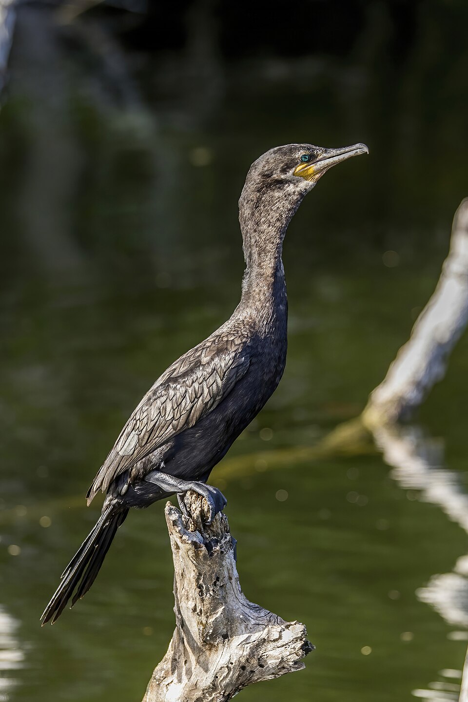 Neotropic Cormorant