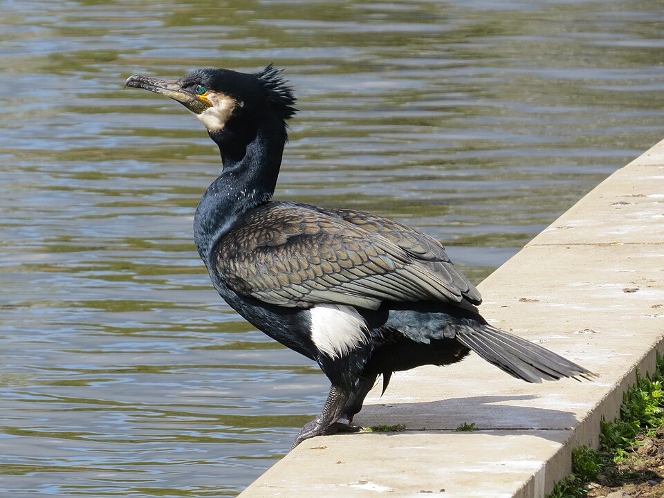 Great Cormorant/European Shag