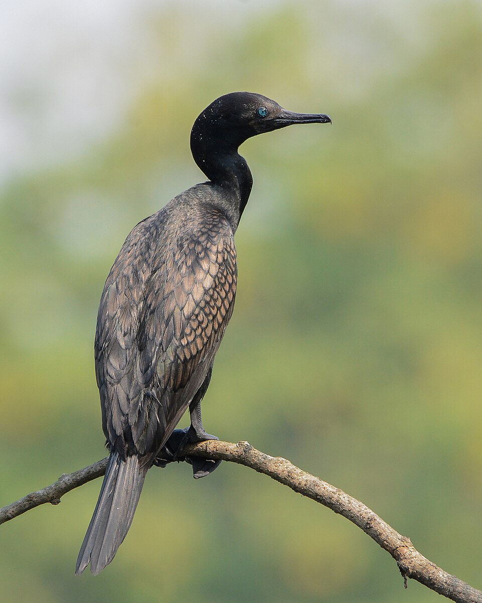 Indian Cormorant