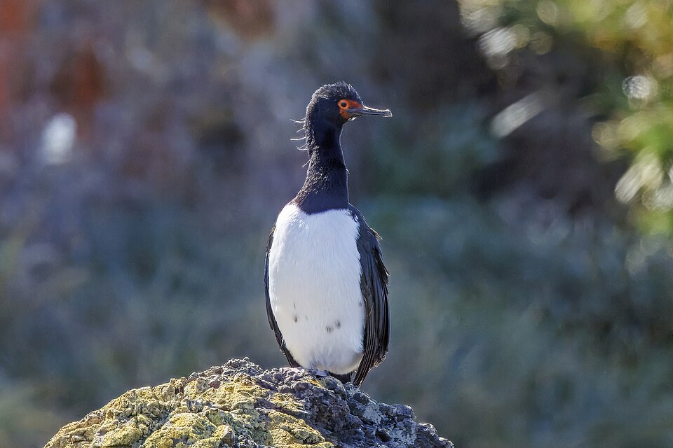 Magellanic Cormorant