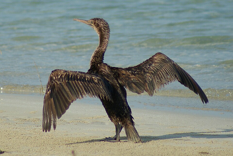 Socotra Cormorant