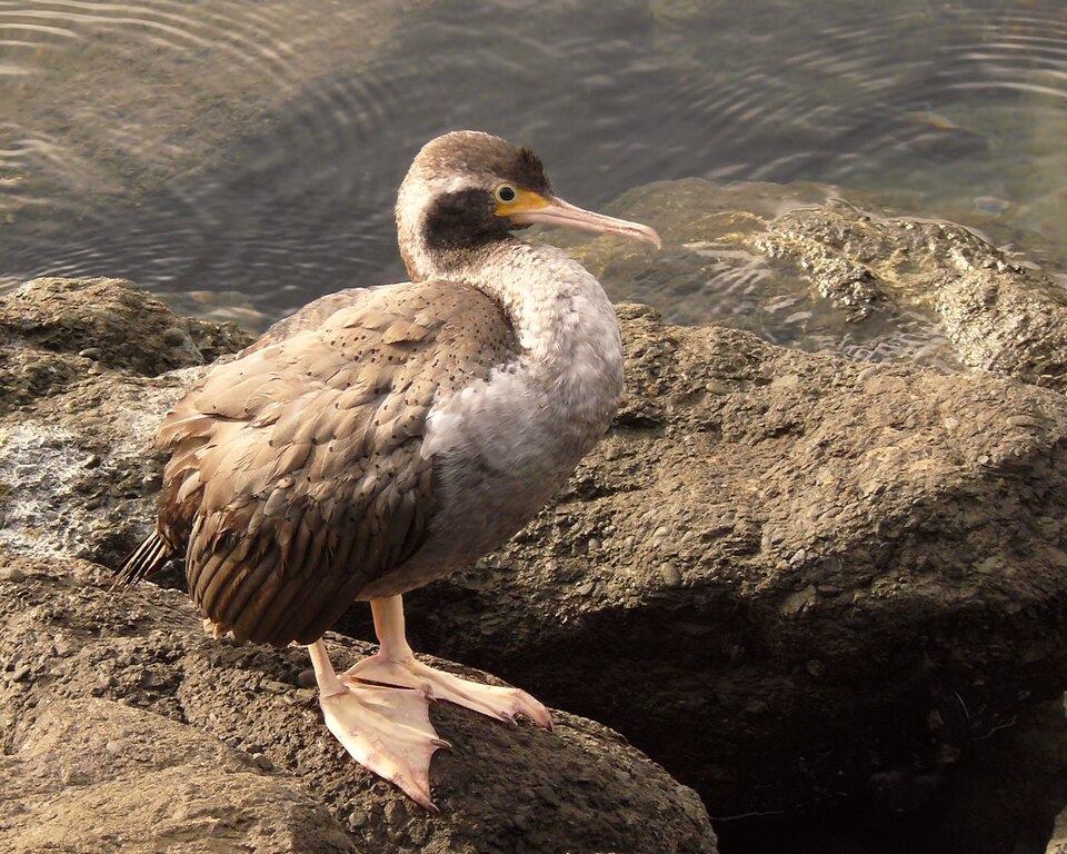 Spotted Shag