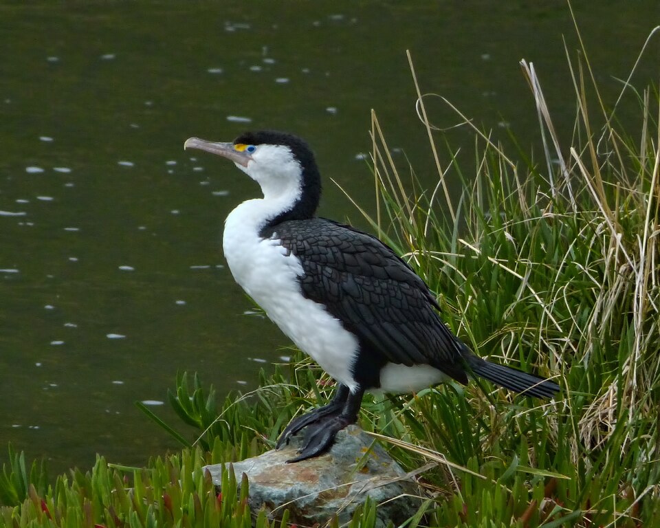 Pied Cormorant