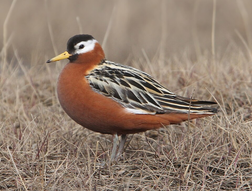 Red Phalarope