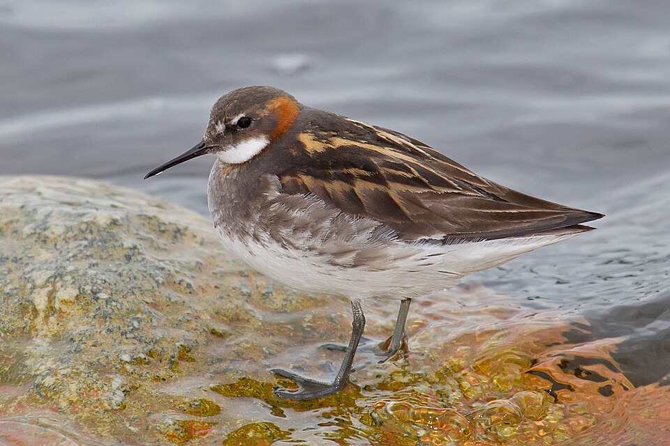 Red-necked Phalarope