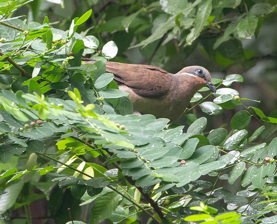White-eared Brown-Dove
