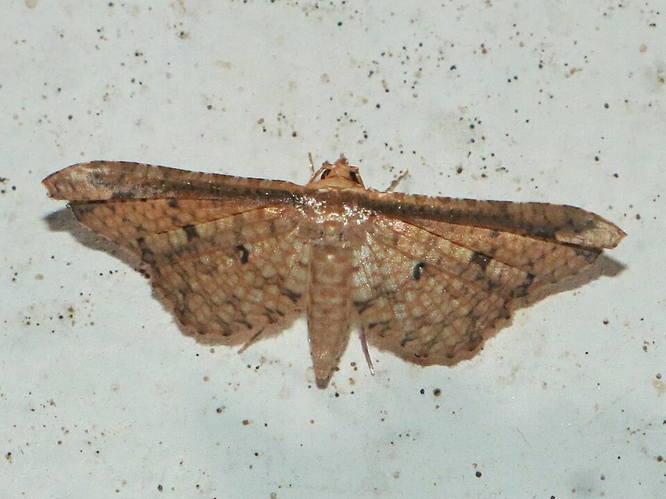Pharambara splendida