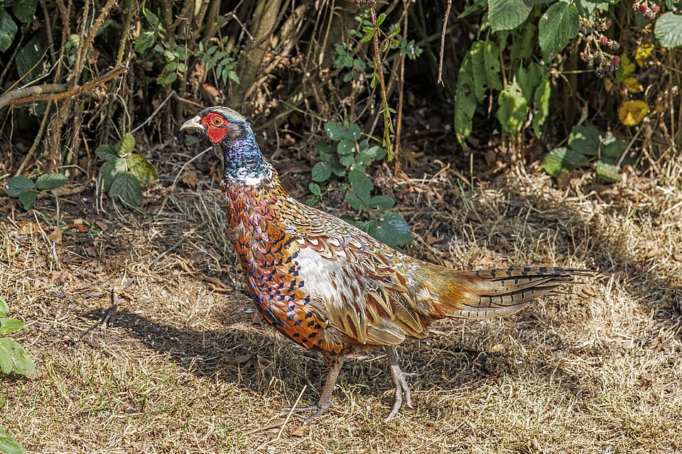 Ring-necked Pheasant