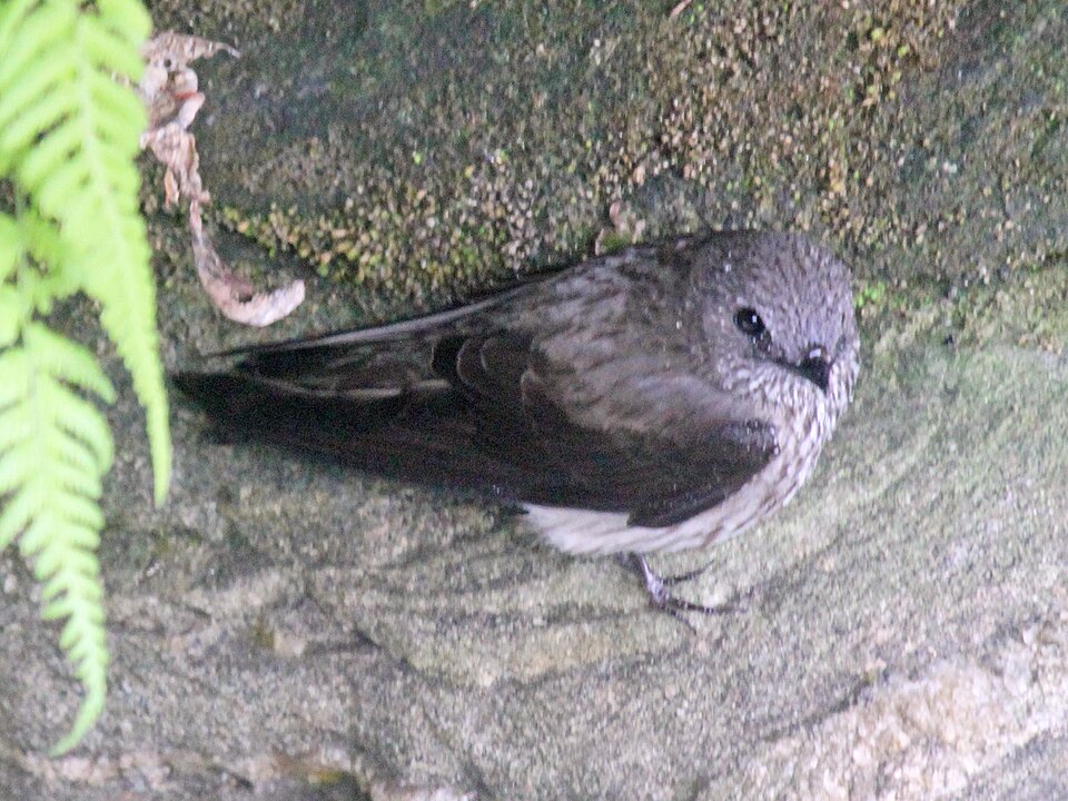 Mascarene Martin