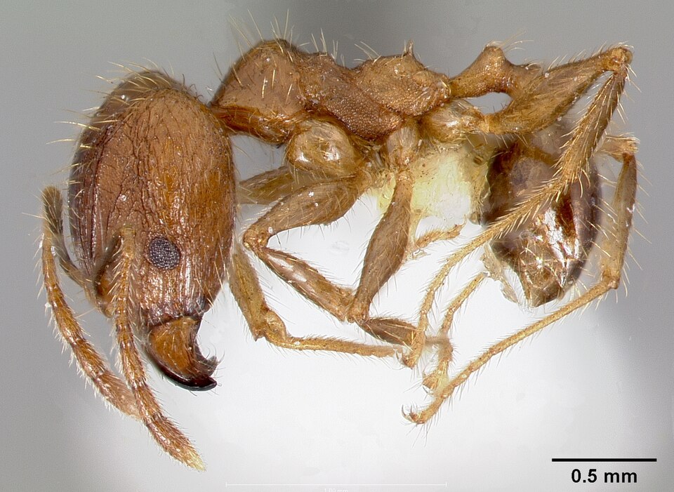 Harvester-ant