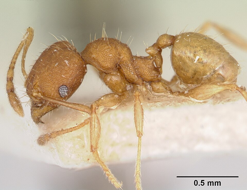 Pheidole jonas