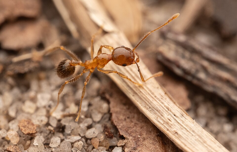 Big-headed ant