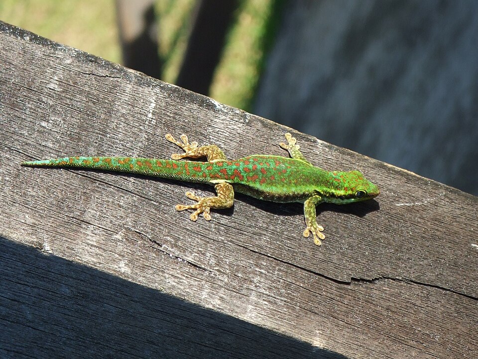 Reunion Day Gecko
