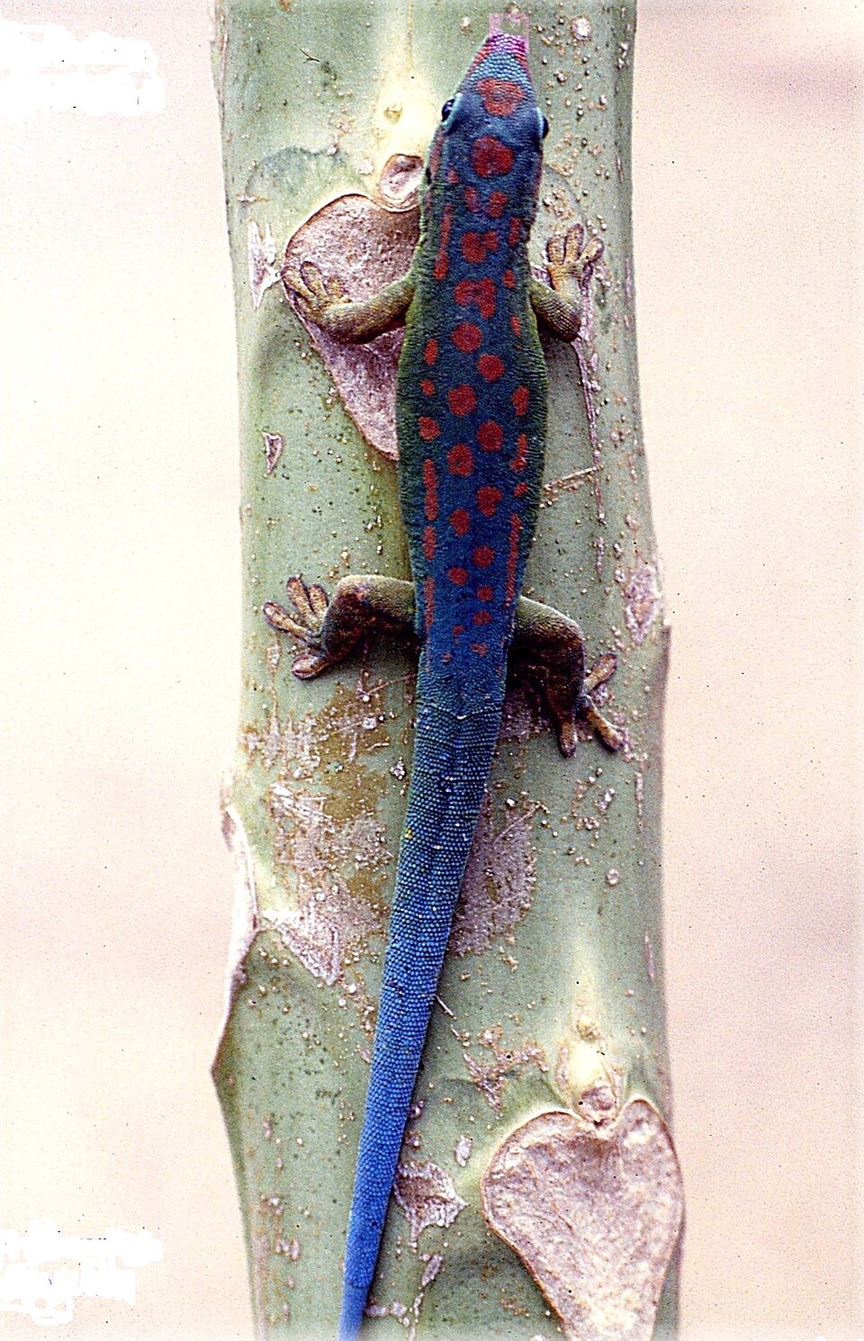 Bluetail Day Gecko