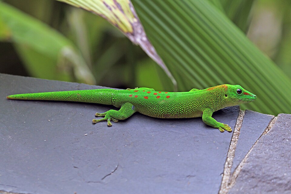 Madagascar giant day gecko