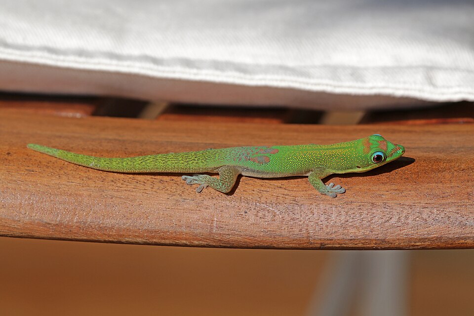 Gold dust day gecko