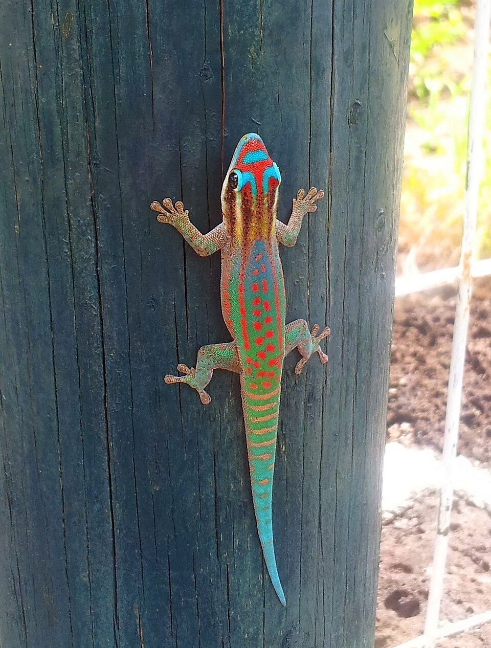 Ornate Day Gecko