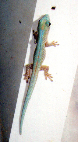 Mertens' Day Gecko