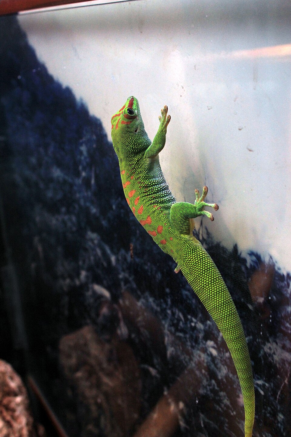 La Digue Day Gecko