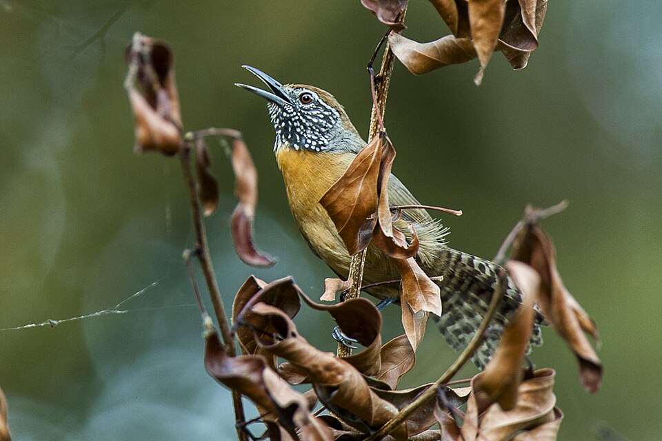 Rufous-breasted Wren