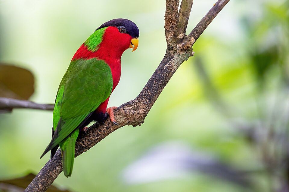 Collared Lory