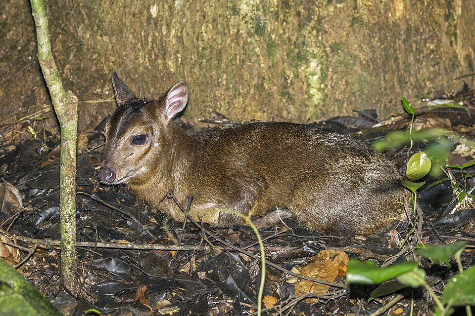 Maxwell's Duiker