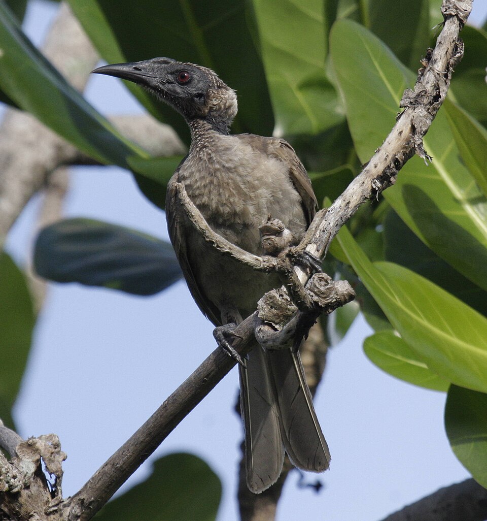 Helmeted Friarbird