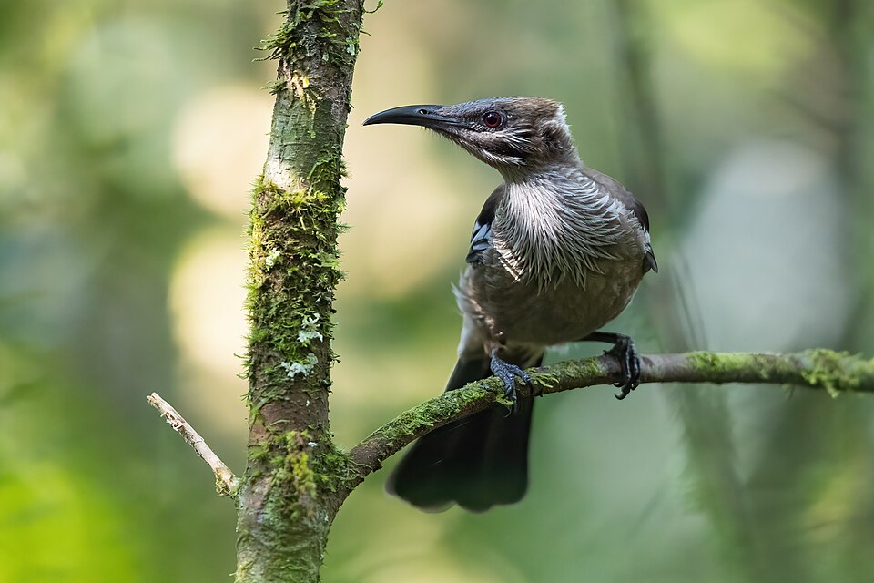 New Caledonian Friarbird