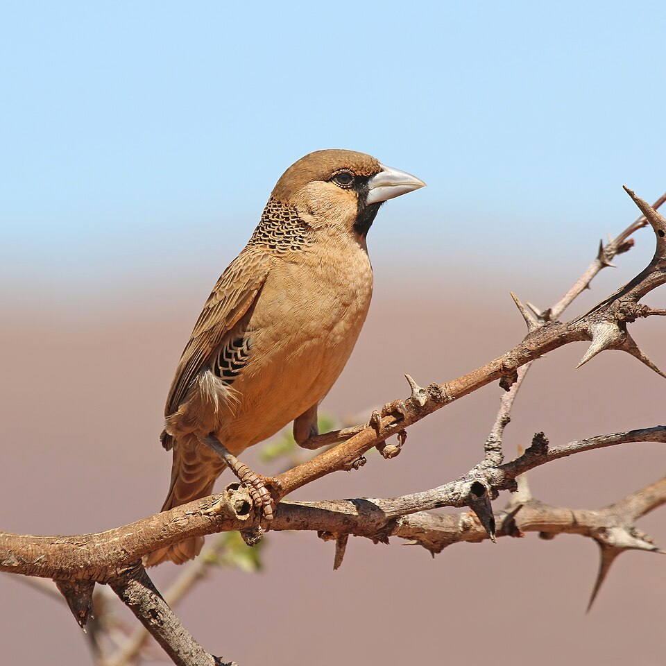 Social Weaver