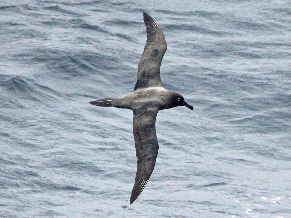 Sooty Albatross