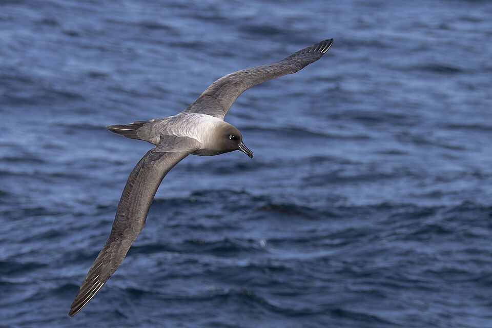 Light-mantled Albatross