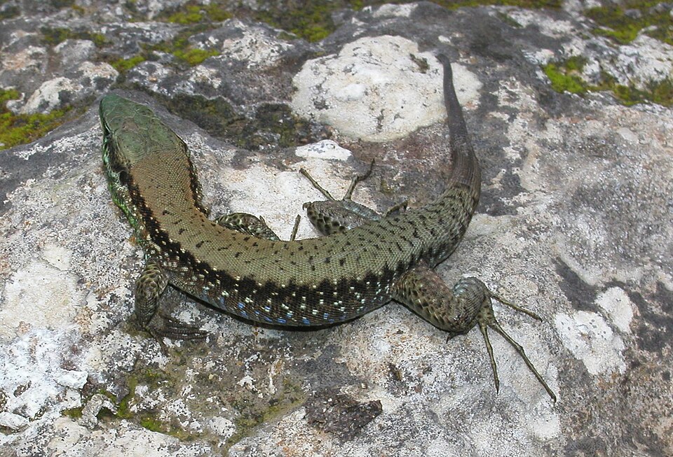 Lebanon Lizard