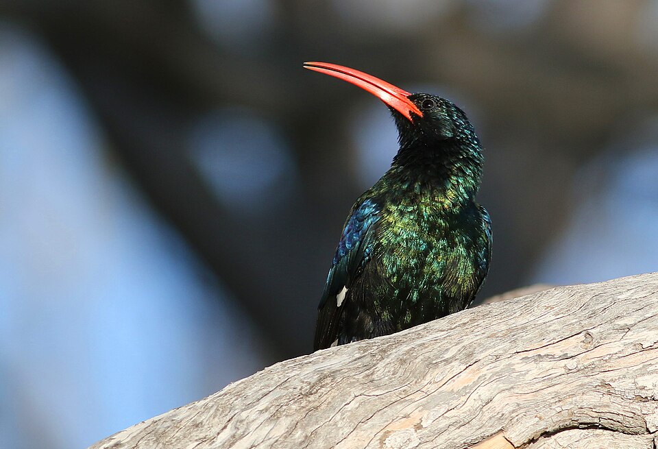 Green Woodhoopoe