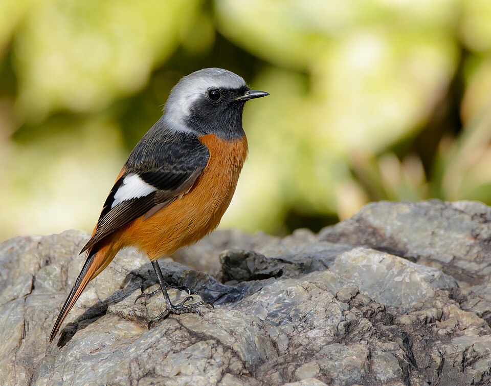 Daurian Redstart