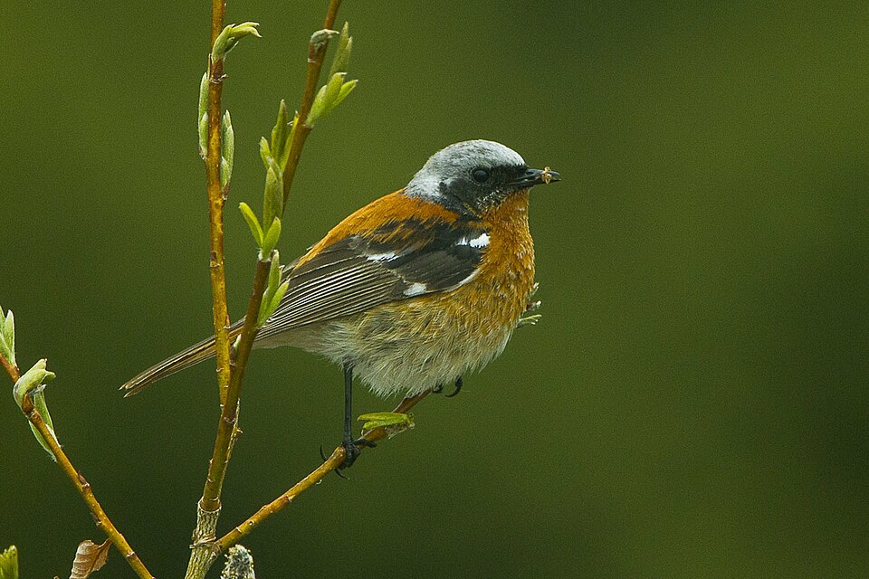 Rufous-backed Redstart