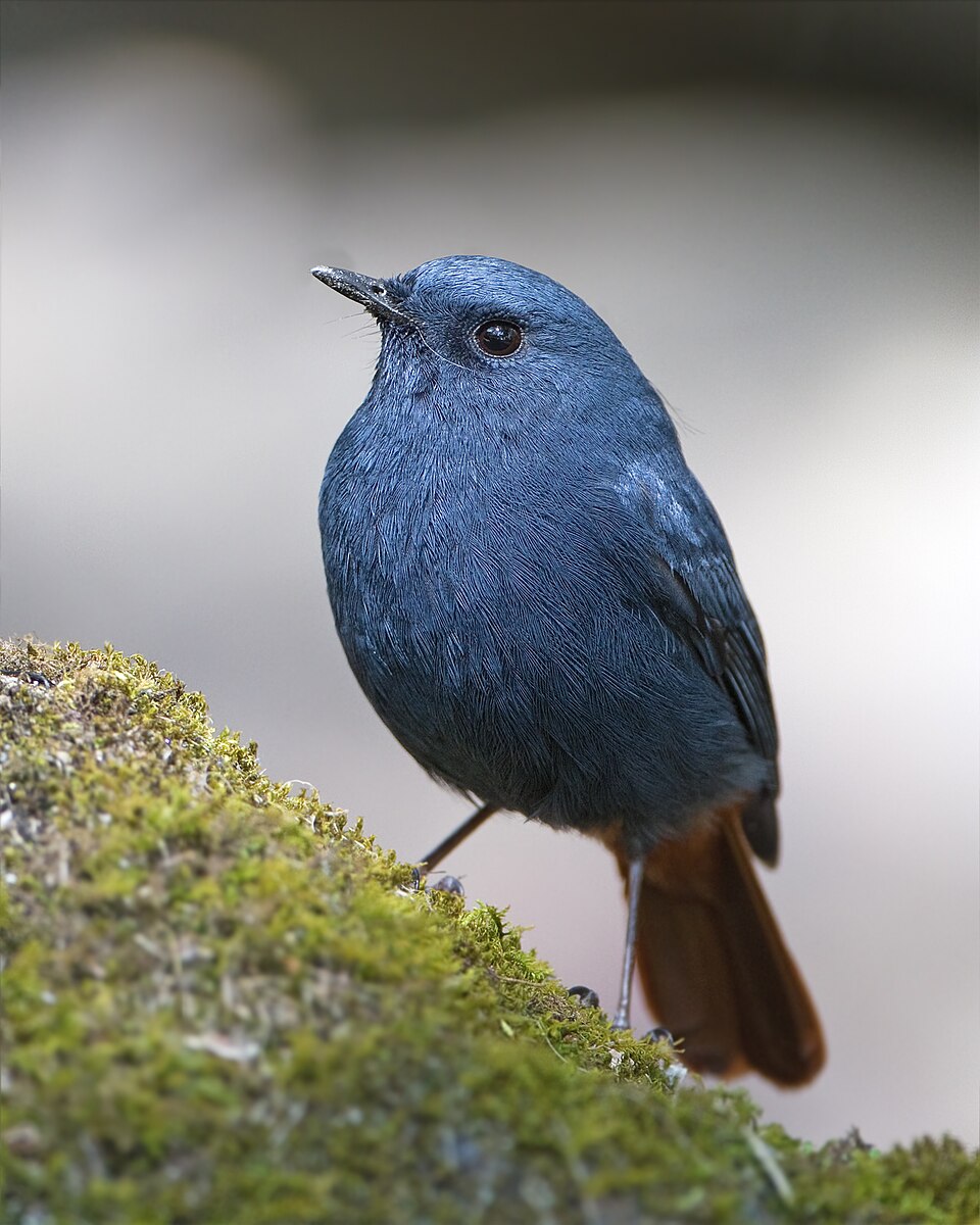Plumbeous Redstart