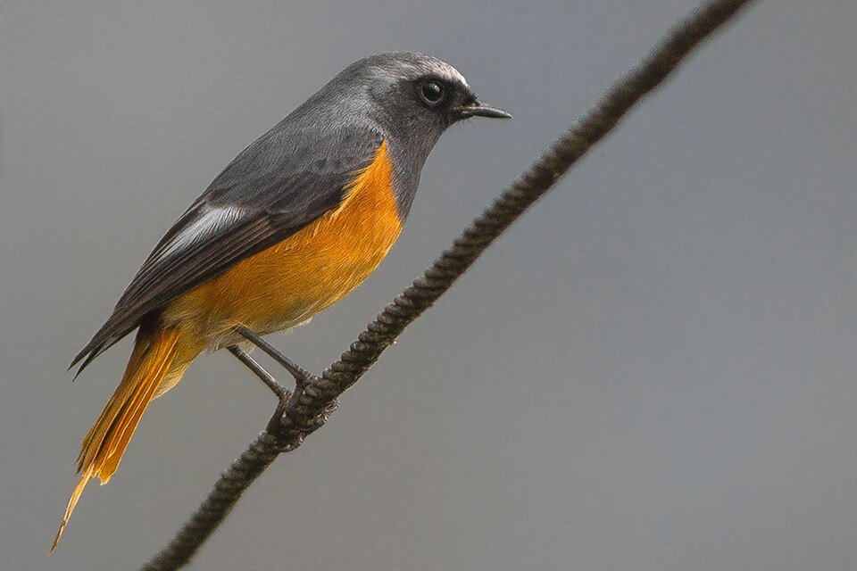 Hodgson's Redstart
