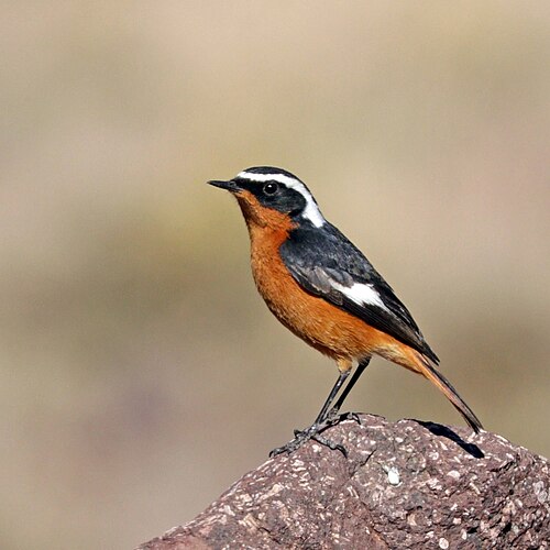 Moussier's Redstart