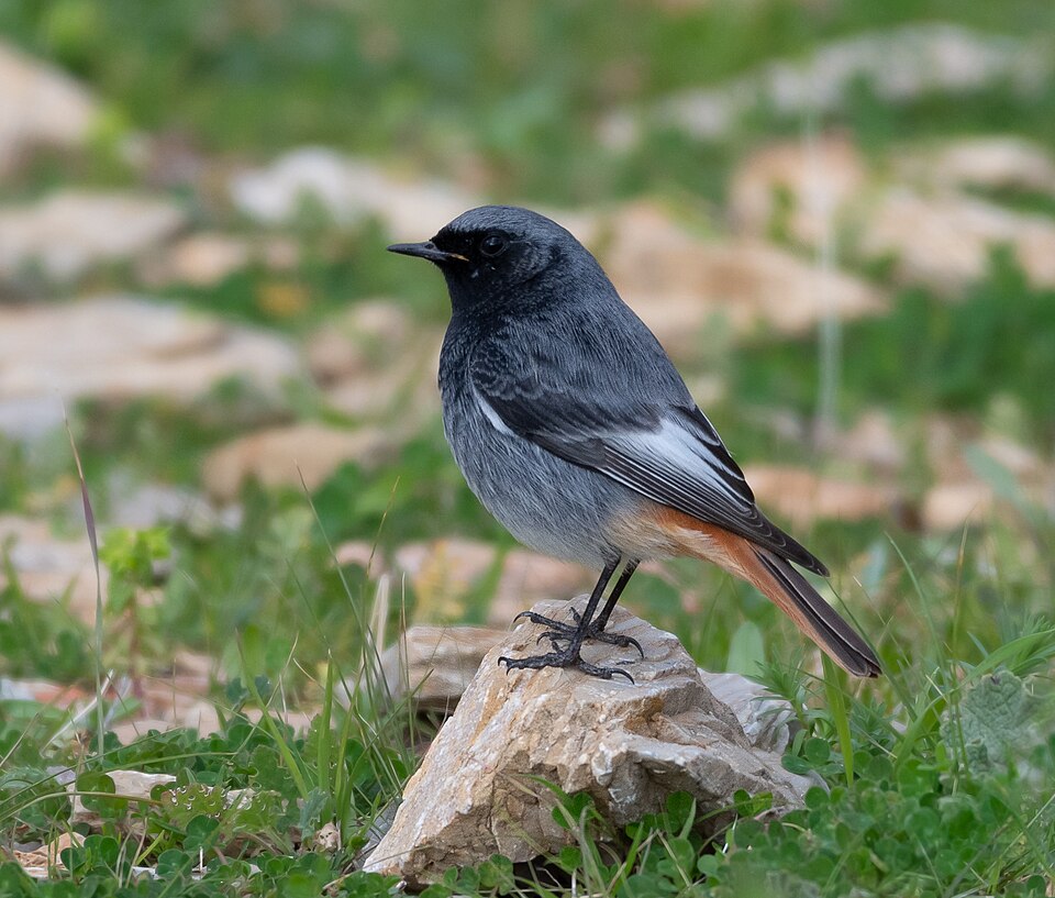 Black Redstart