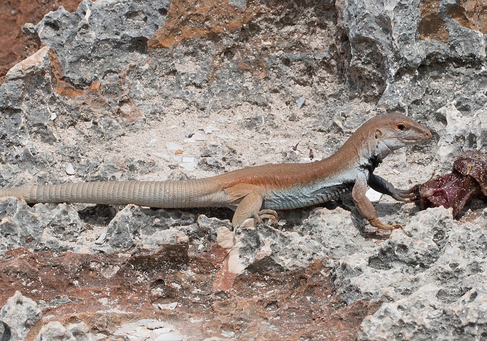 Common Ameiva